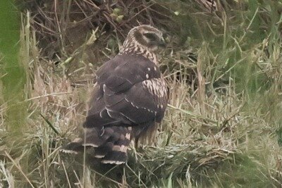 ハイイロ0P4A9198_edited