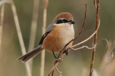 百舌鳥0P4A4003鳥