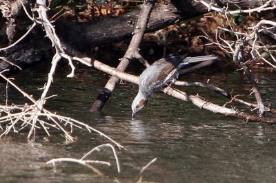 ヒヨドリ_230209_東京港野鳥公園_恩田幸昌_MG_7285_trim