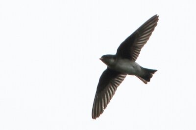 イワツバメ_230614_東京港野鳥公園_恩田幸昌_MG_2324_trim