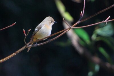 ジョウビタキ_240310_東京港野鳥公園_恩田幸昌_IMG_0823_trim