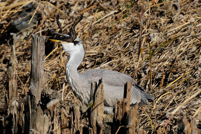 アオサギ_241208_東京港野鳥公園_東淡水池_公財日本野鳥の会_レンジャー青木撮影1.1