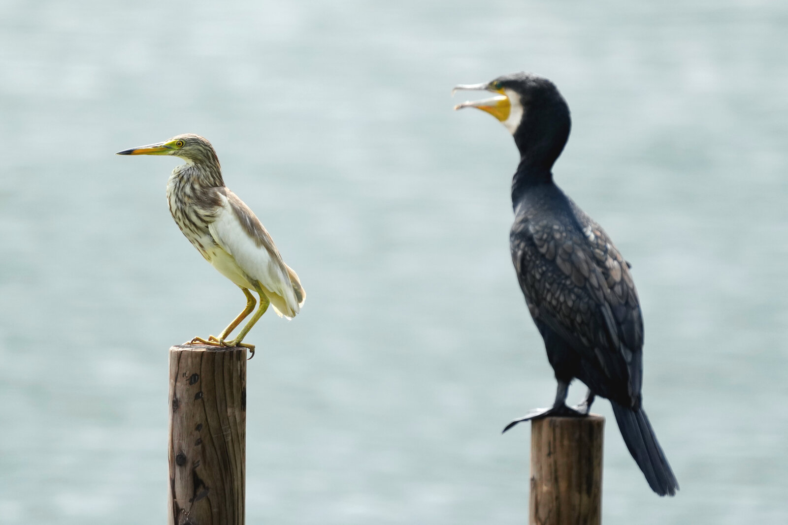 カカシのくせに鳥贔屓だ。様❗️ 専用‼️ 2024年7月15日の野鳥公園 : 東京港野鳥公園 レンジャーブログ