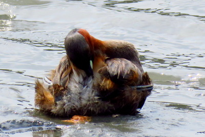 カイツブリ_170725_東京港野鳥公園_恩田撮影_IMG_0184_trim