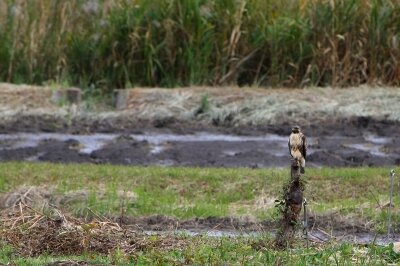 ノスリ_201027_東京港野鳥公園_恩田幸昌_MG_5876_trim