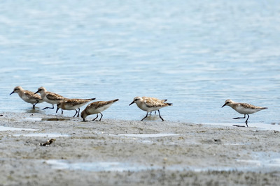 トウネン_241014_東京港野鳥公園_潮入りの池_公財日本野鳥の会_レンジャー青木撮影
