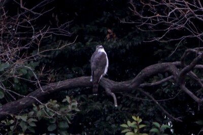 オオタカ_240305_東京港野鳥公園_恩田幸昌_IMG_0644_trim