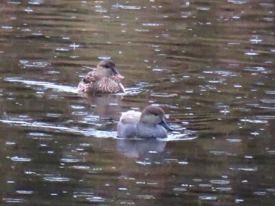 オカヨシガモ_191128①
