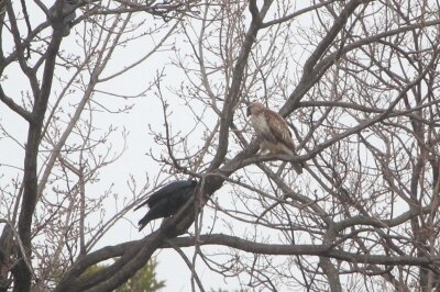 ノスリ_240221_東京港野鳥公園_恩田幸昌_IMG_0304_trim