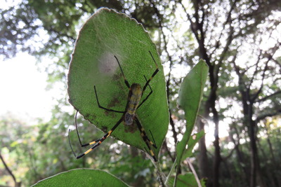20161204　ジョロウグモと卵のう