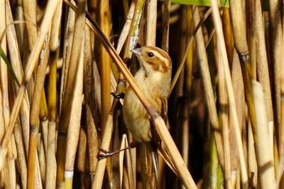 オオジュリン_241127_東京港野鳥公園_東淡水池_公財日本野鳥の会_レンジャー青木撮影