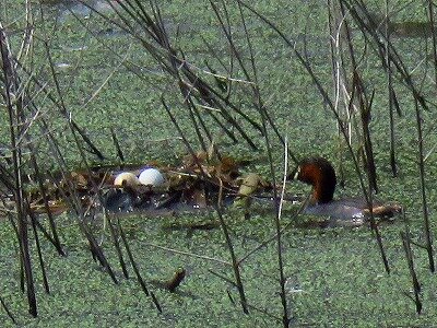 カイツブリと卵(2卵)_20200626_東淡水池_レンジャー撮影
