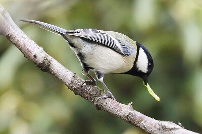 四十雀IMG_7827鳥