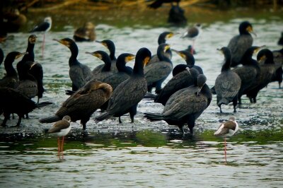 セイタカシギ_210831_東京港野鳥公園_恩田幸昌_P1440909_trim