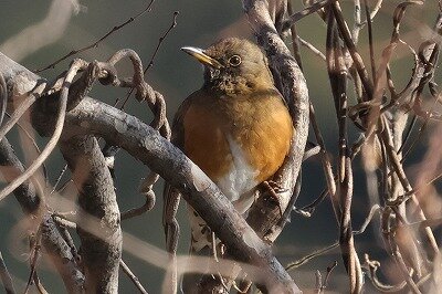 2024年1月12日の野鳥公園 : 東京港野鳥公園 レンジャーブログ