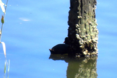 オオバン_170929_東京港野鳥公園_古沢撮影_IMG_0067_trim