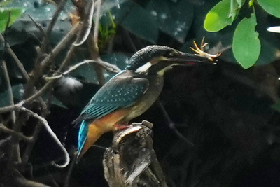 カワセミ_240806_東京港野鳥公園_潮入りの池_公財日本野鳥の会_レンジャー青木撮影