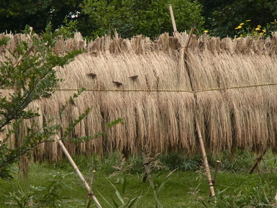 はざうまにやってきたスズメ20151010（森撮影） (3)