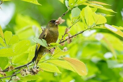 DSC_5927-強化-NR