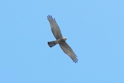 サシバ_240818_東京港野鳥公園_東淡水池_公財日本野鳥の会_レンジャー青木撮影1.1