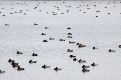 カモ類の群れ_231111_東京港野鳥公園_恩田幸昌_MG_1312_trim