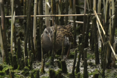 クイナ_240427_東京港野鳥公園_2号観察小屋_公財日本野鳥の会_レンジャー青木撮影