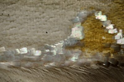 251203Problepsis.SP (2)