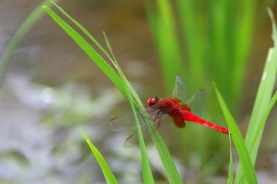 ショウジョウトンボ_190620_東京港野鳥公園_恩田幸昌_MG_3457_trim