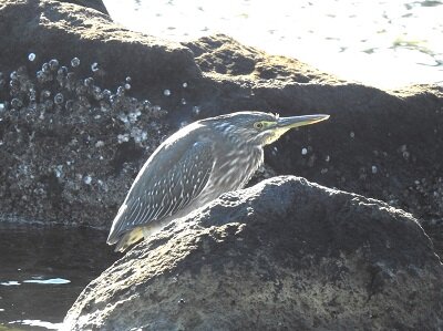 2024年12月24日の野鳥公園 : 東京港野鳥公園 レンジャーブログ