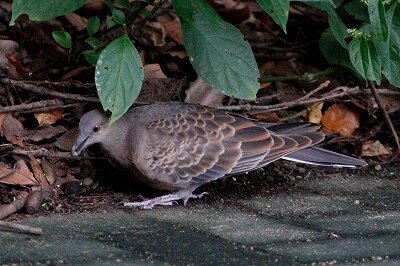 キジバト_230907_東京港野鳥公園_恩田幸昌_MG_6865_trim