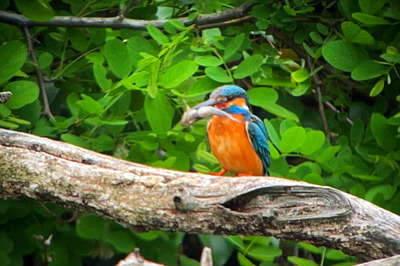 カワセミ_220501_東京港野鳥公園_恩田幸昌_IMG_0265_trim