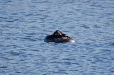 190129_カンムリカイツブリ_前浜_古沢撮影