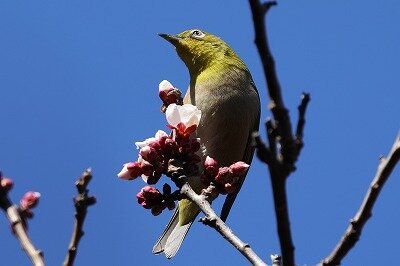 2025年2月26日の野鳥公園 : 東京港野鳥公園 レンジャーブログ