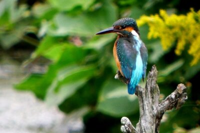 カワセミ_221015_東京港野鳥公園_恩田幸昌_P1450363_trim