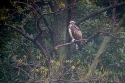 ミサゴ_171029_東京港野鳥公園_恩田撮影_P1400900_trim