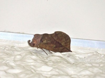 アケビコノハー191030-NC