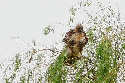 ノスリ_230917_東京港野鳥公園_恩田幸昌_MG_7302_trim