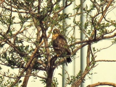 ノスリー191026－東淡水池