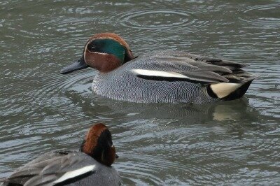 小鴨0P4A5269鳥