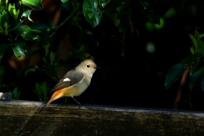 ジョウビタキ_20200306_東京港野鳥公園_恩田幸昌_MG_4936_trim