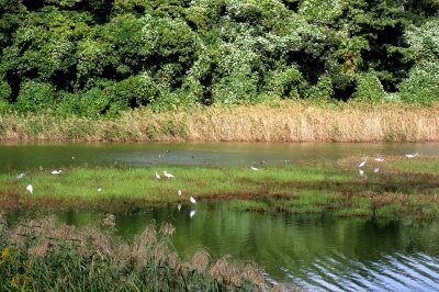 サギ類_221004_東京港野鳥公園_恩田幸昌_PA040404_trim