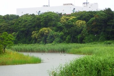 東淡水池増水_210701_東京港野鳥公園_恩田幸昌_P7010106