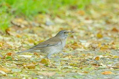 DSC_4704-強化-NR