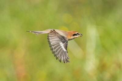 2025年9月24日の野鳥公園 : 東京港野鳥公園 レンジャーブログ