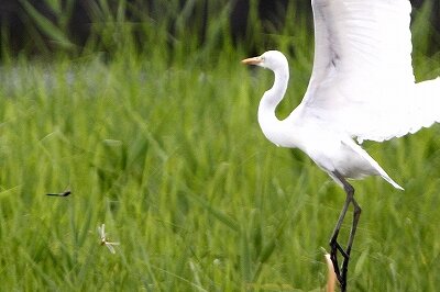 チュウサギ_230829_東京港野鳥公園_恩田幸昌_MG_6234_trim