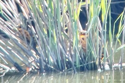 アカミミガメ_カイツブリの巣_230729_東京港野鳥公園_恩田幸昌_IMG_8694_trim