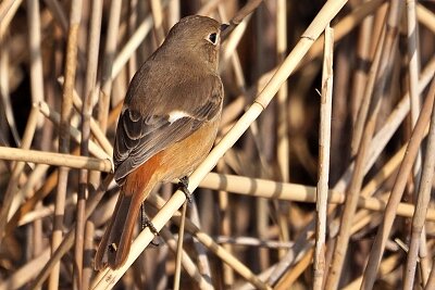 2026年2月22日の野鳥公園 : 東京港野鳥公園 レンジャーブログ