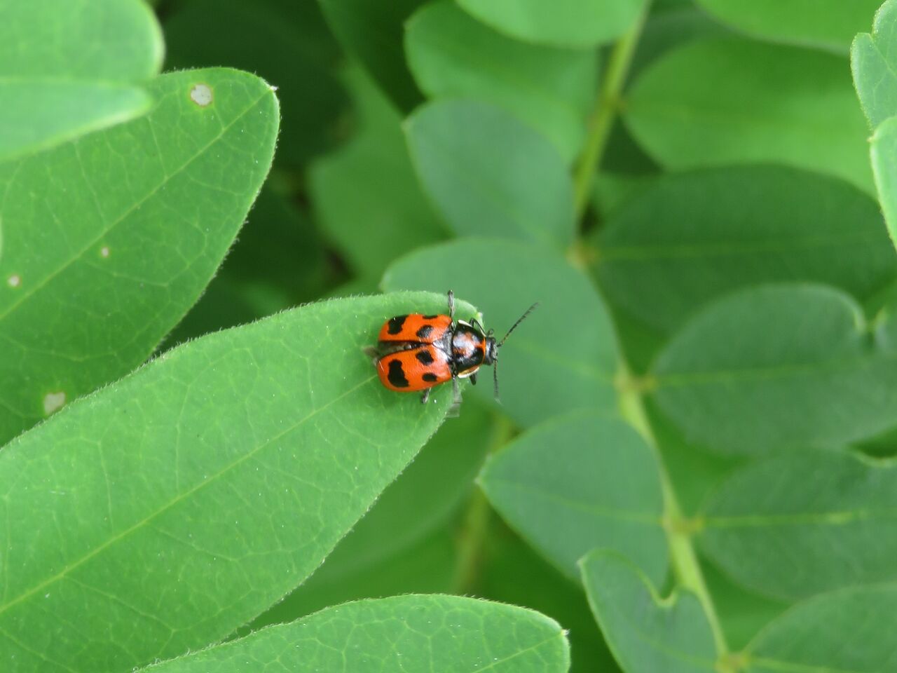 二度見のすゝめ : 横浜自然観察の森 いきもののにぎわいのある森ブログ