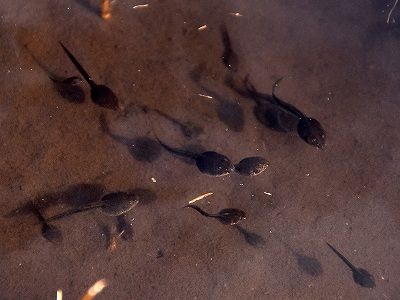 s-ヤマアカガエルオタマジャクシ20160326ヘイケボタルの湿地黒川