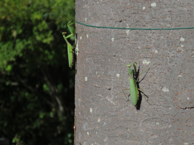 登るカマキリ